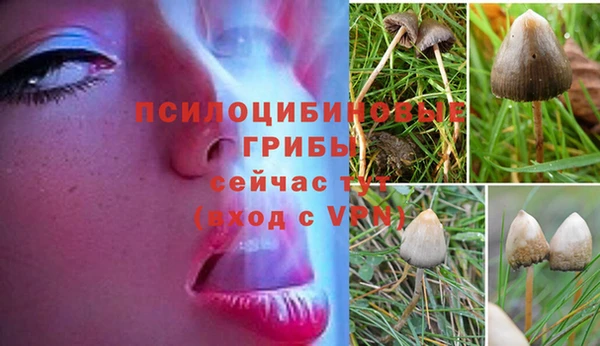 сатива Беломорск