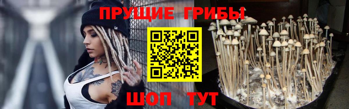 Вязьма  Псилоцибиновые грибы MAGIC MUSHROOMS  Вход с VPN  Псилоцибиновые грибы мицелий 